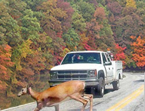 How to Prevent Michigan Deer Collisions