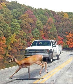 How to Prevent Michigan Deer Collisions